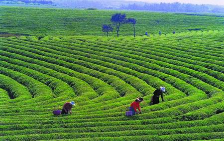 chinese-tea-culture.jpg